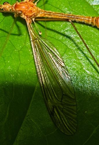 Tipula lunata